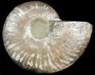 Agatized Ammonite Fossil (Half) #45523-1